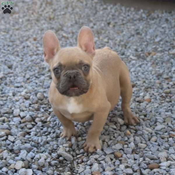 Rosco, French Bulldog Puppy